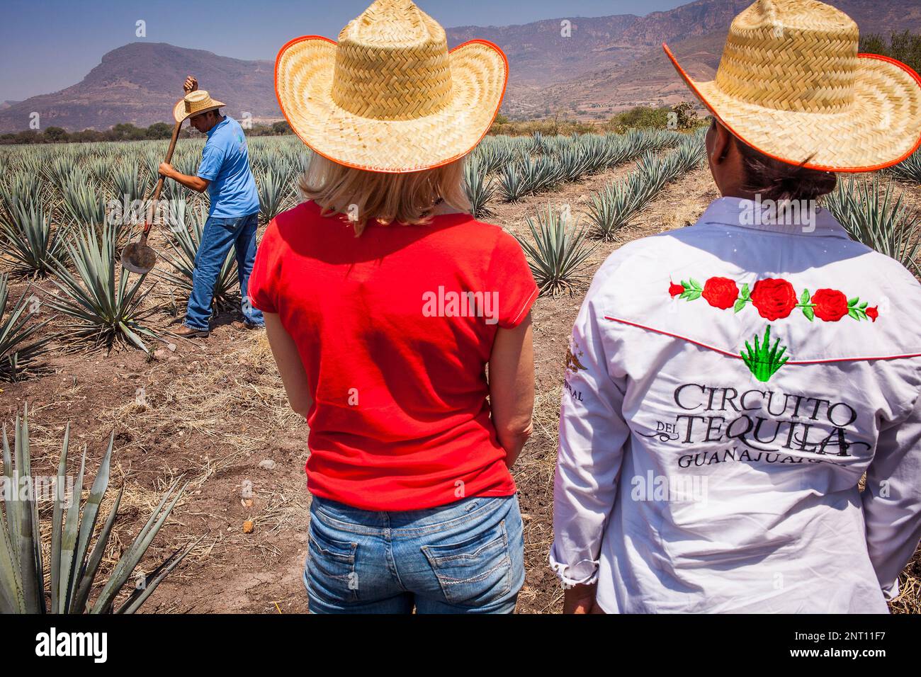 Tourists watching the Harvesting of Agave (Jima), plantation of blue
